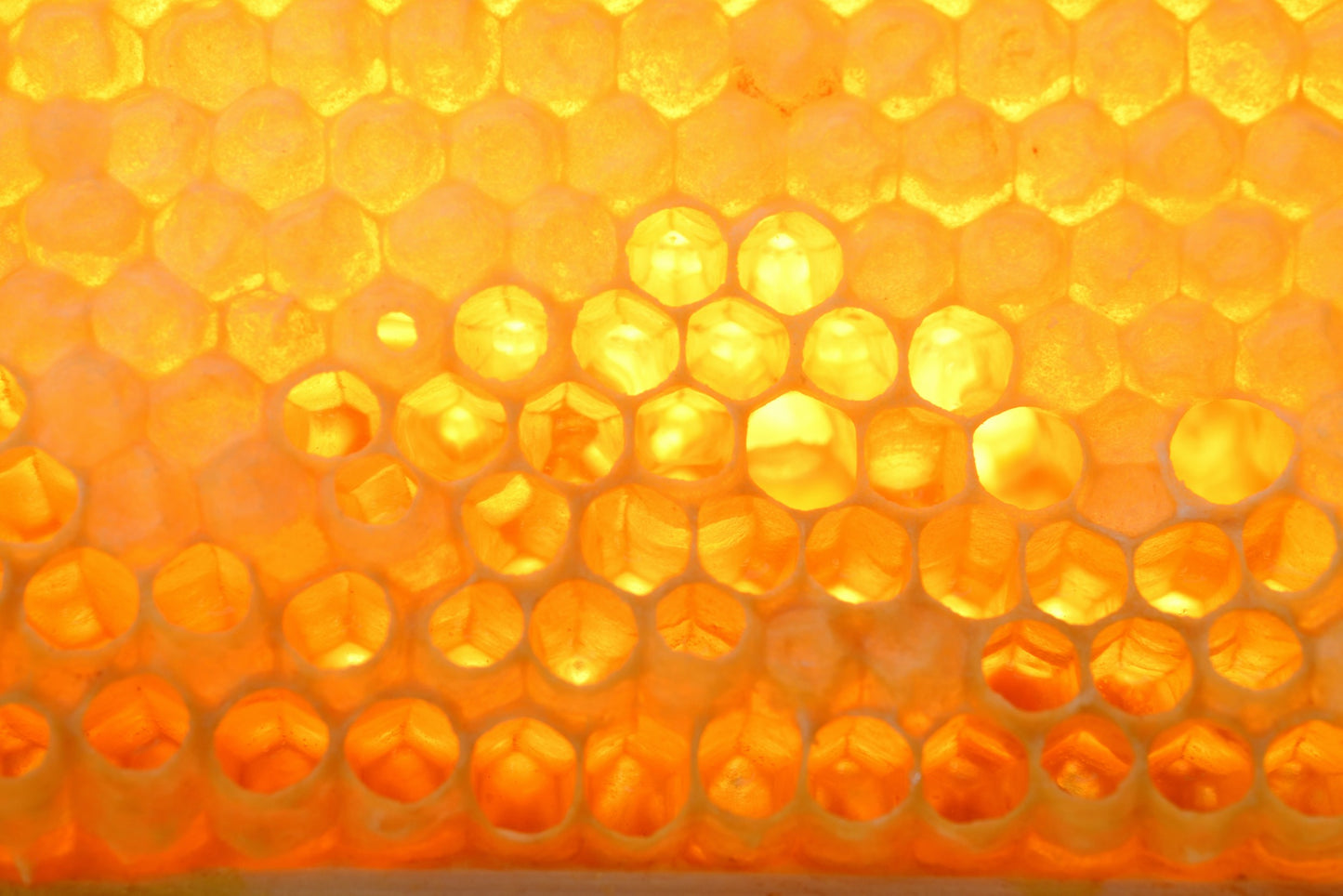 Summer Raw Devon honey image 5