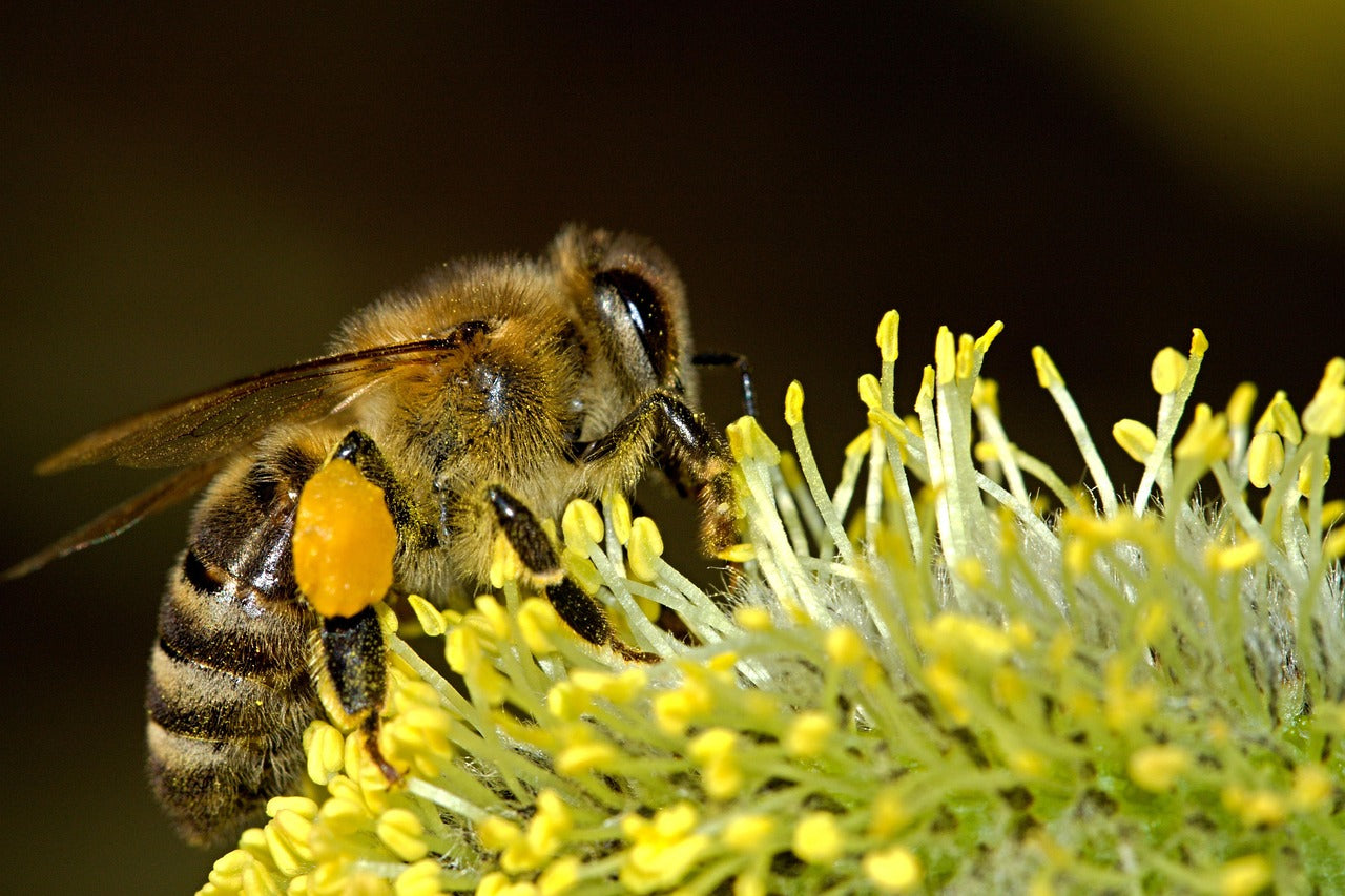 Spring Raw English honey, from the heart of Devon image 6