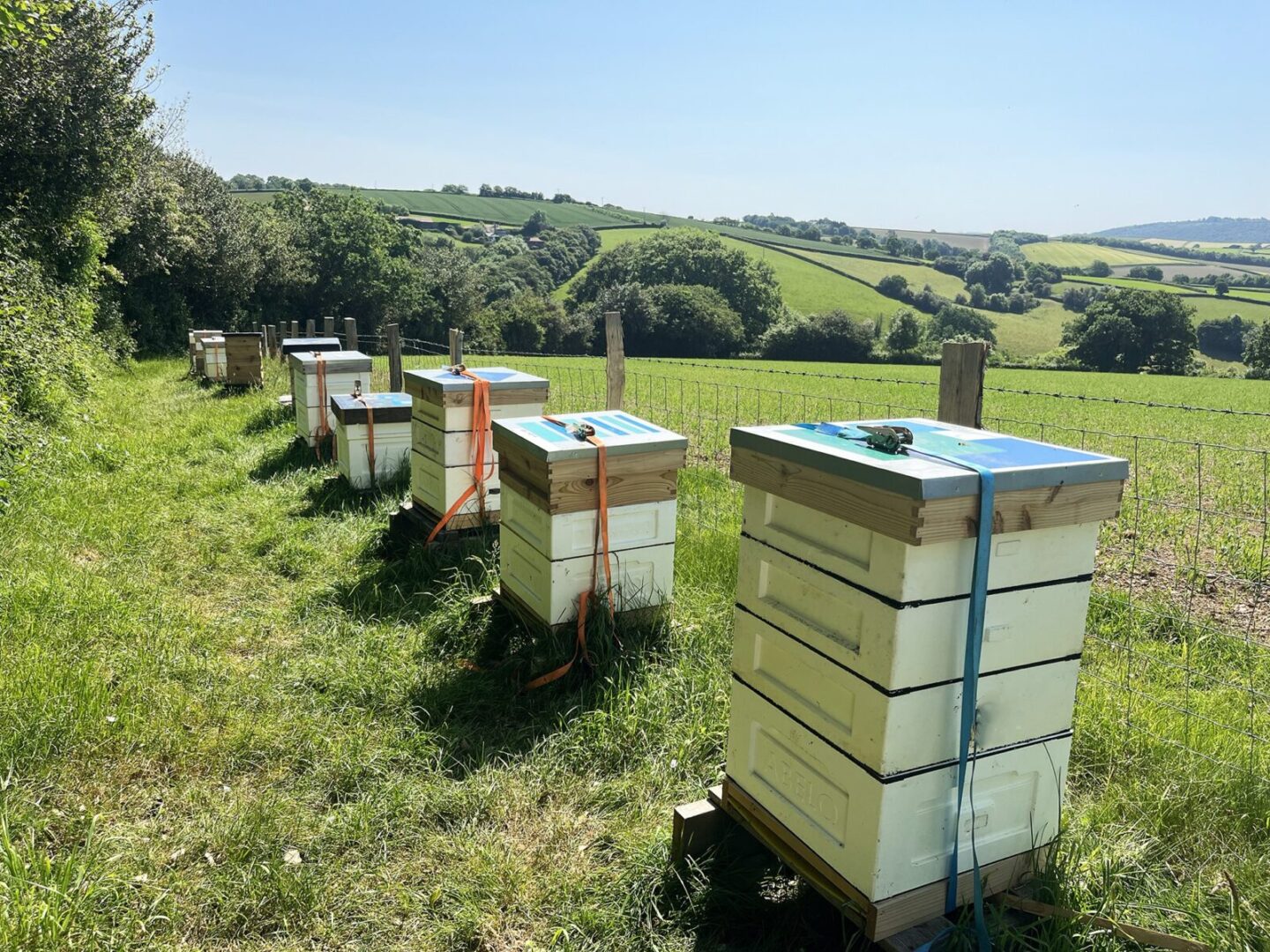 beeswax candles and honey gift set image 7