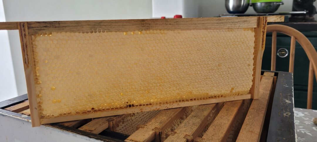 English Honeycomb, Devon Honey and candles Cut Comb image 4