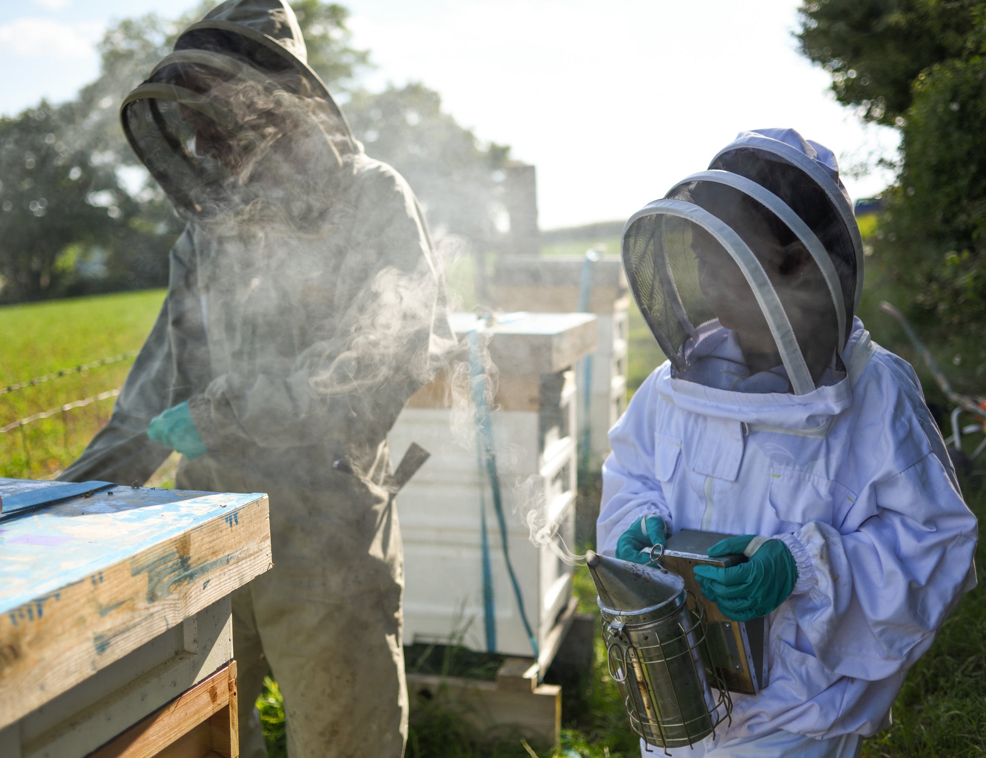 Pure English honey image 1