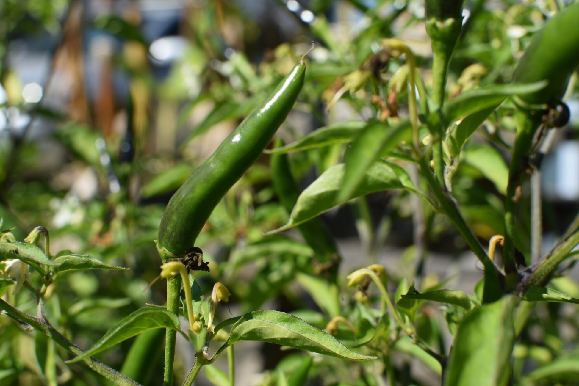 birds eye chilli